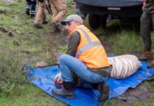 Edomex registra muerte de tigre de Bengala tras operativo; investigan irregularidades