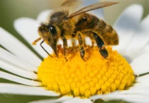 Investigador de la UNAM utiliza ultrasonido para estudiar insectos vivos