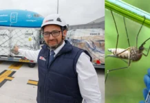 Perú recibe vacunas contra el dengue ante riesgo de El Niño Perú recibe 225 mil vacunas contra el dengue por El Niño