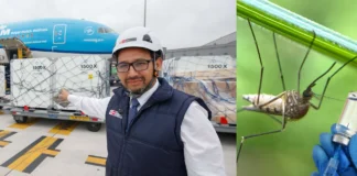 Perú recibe vacunas contra el dengue ante riesgo de El Niño Perú recibe 225 mil vacunas contra el dengue por El Niño