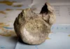 Encuentran en un cajón el primer fósil de dinosaurio descubierto en la Antártida