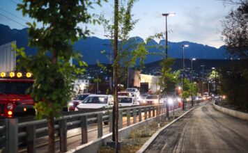 Los árboles fueron plantados en el Circuito 3.