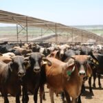 Sonora retomó la exportación de ganado hacia Estados Unidos tras 14 meses de cierre, con controles sanitarios reforzados contra el gusano barrenador.