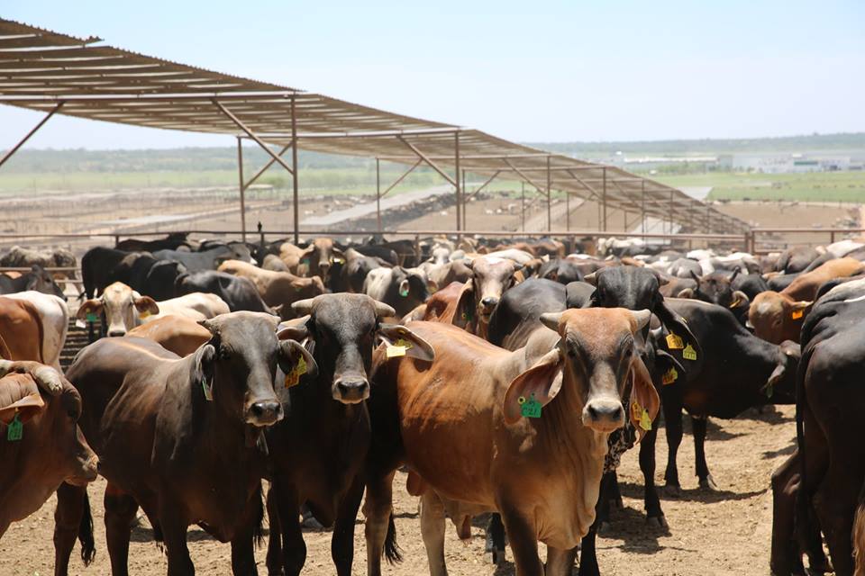 Sonora retomó la exportación de ganado hacia Estados Unidos tras 14 meses de cierre, con controles sanitarios reforzados contra el gusano barrenador.