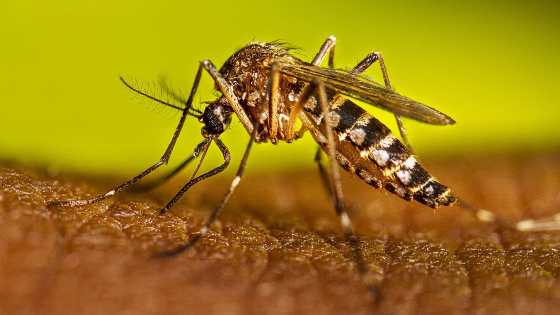 Alerta por dengue en Florida