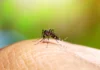 Florida confirma los primeros casos locales de dengue en 2026 Florida detecta los primeros contagios locales de dengue del año