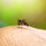 Florida detecta los primeros contagios locales de dengue del año