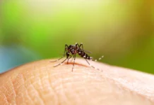 Florida detecta los primeros contagios locales de dengue del año