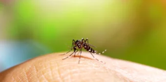 Florida detecta los primeros contagios locales de dengue del año