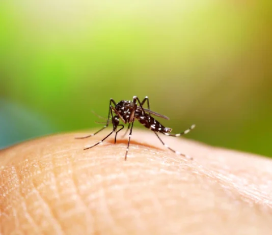 Florida detecta los primeros contagios locales de dengue del año
