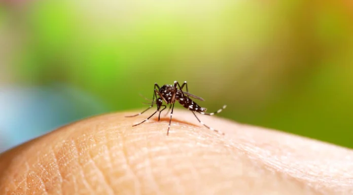 Florida detecta los primeros contagios locales de dengue del año