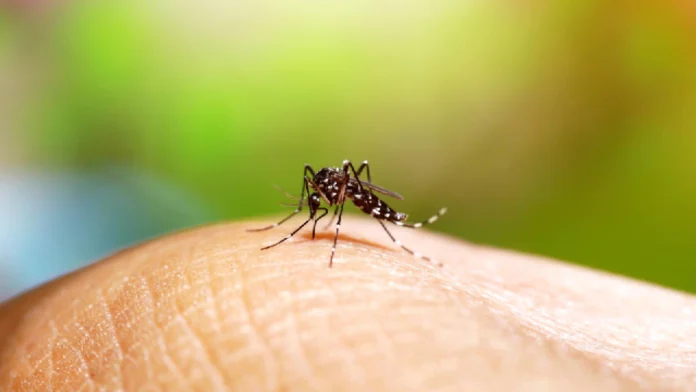 Florida detecta los primeros contagios locales de dengue del año