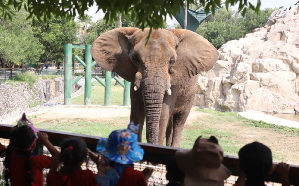 Uno de los animales emblema es el mítico elefante, que presuntamente luce en malas condiciones en el zoológico.