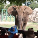 Uno de los animales emblema es el mítico elefante, que presuntamente luce en malas condiciones en el zoológico.