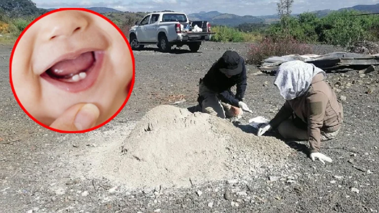 Zacapu y el reporte de mil 600 dientes de leche