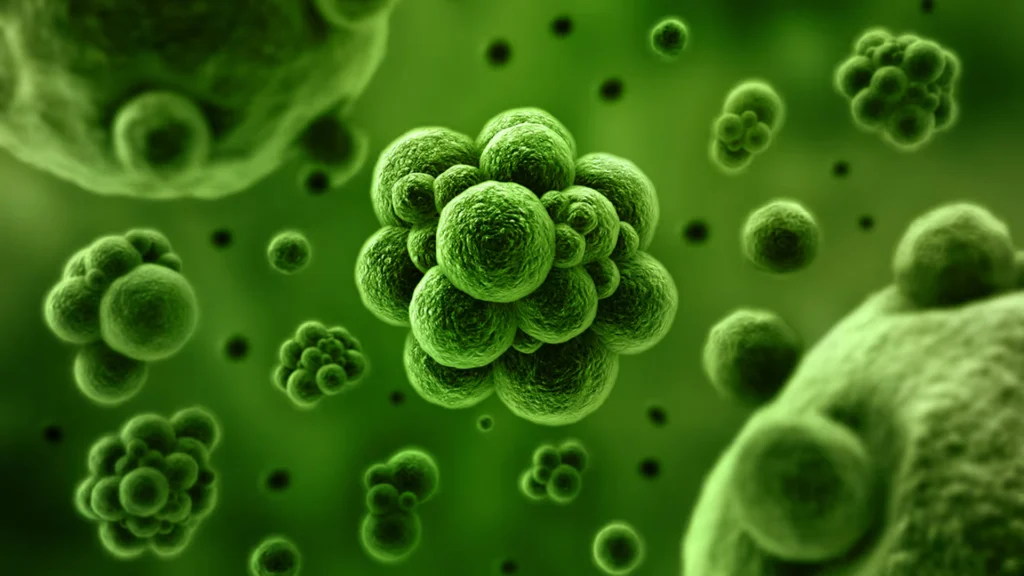 Vibrio provoca muertes en Florida y Luisiana durante 2026