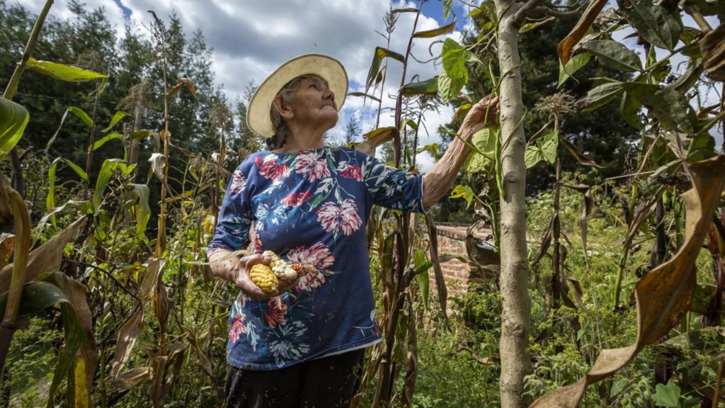 Mujeres campesinas representan el 43% de la fuerza laboral agrícola mundial.