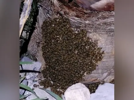 García registra fatal ataque de abejas en Hacienda del Fraile