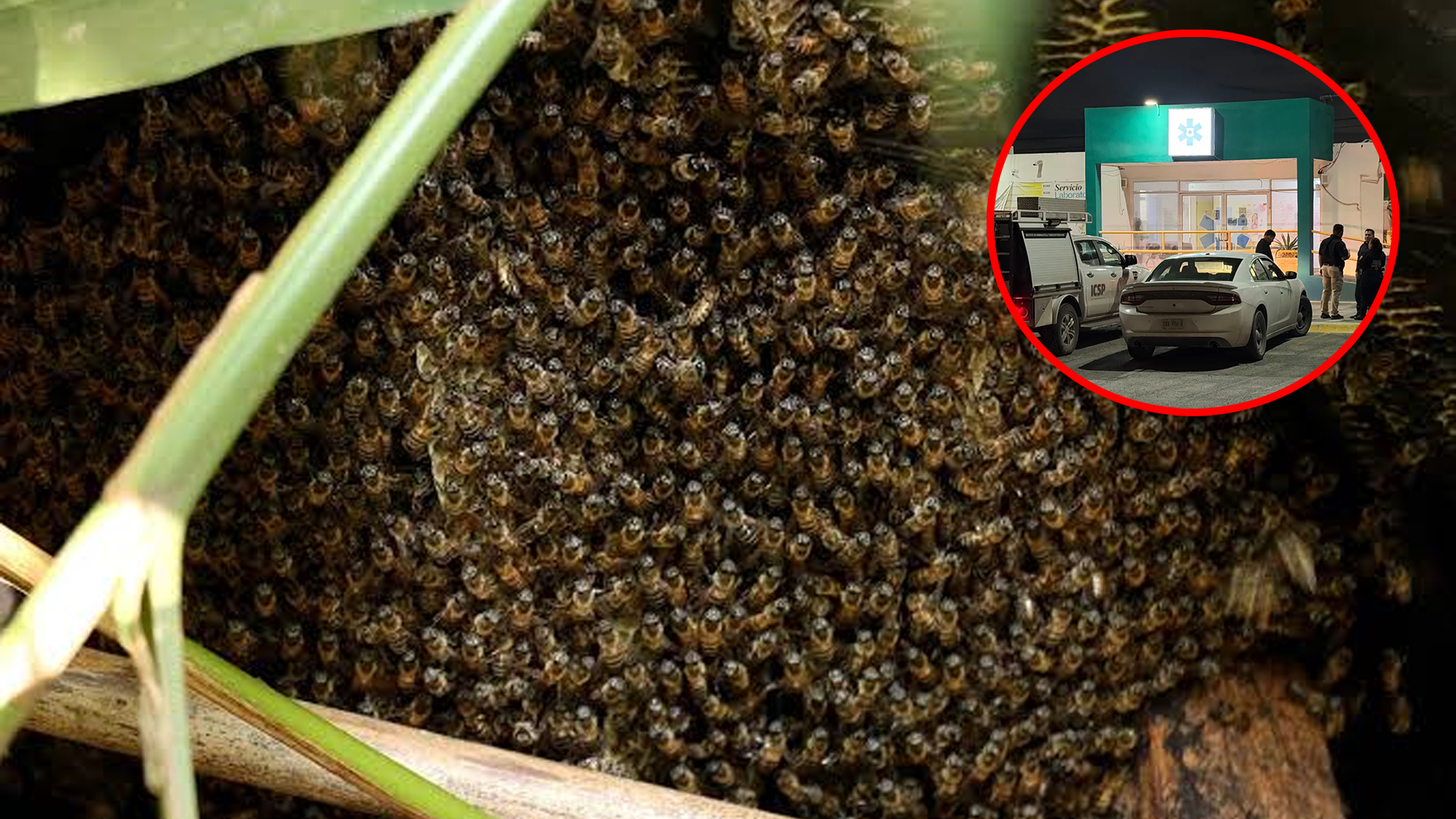 García: adulto mayor muere tras ataque de abejas